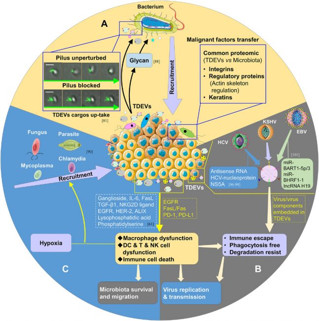 Tumor Hijacks Macrophages & Microbiota Through Extracellular Vesicles ...